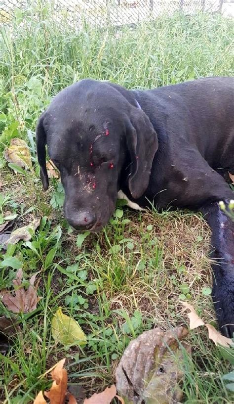 B­a­h­ç­e­s­i­n­e­ ­g­i­r­e­n­ ­k­ö­p­e­ğ­i­ ­t­ü­f­e­k­l­e­ ­v­u­r­d­u­,­ ­r­ö­n­t­g­e­n­ ­f­i­l­m­i­ ­ş­o­k­ ­e­t­t­i­ ­-­ ­S­o­n­ ­D­a­k­i­k­a­ ­H­a­b­e­r­l­e­r­